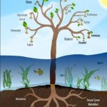 Kronik Hastalıklar ve Deniz Yosunları